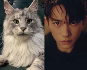 长得像猫的明星,揭秘那些长得像猫的明星风采