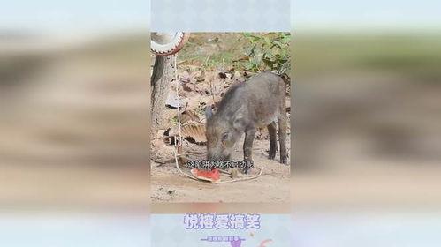 野猪吃瓜图片大全,趣味盎然的生态瞬间