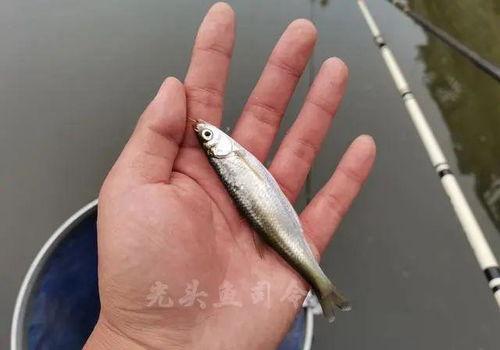 鱼吃料怎么看浮漂,揭秘钓鱼技巧与浮漂运用之道