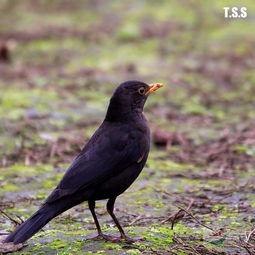 遛鸟是哪个明星,揭秘明星的休闲时光
