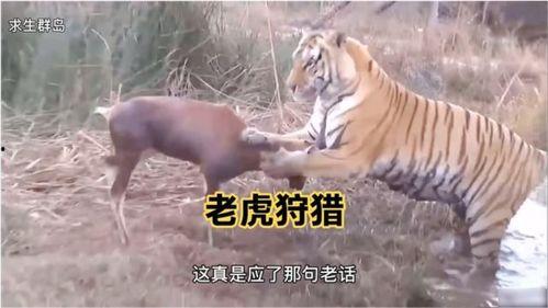 王老虎被爆料了吗视频播放,王老虎被爆料视频播放引发热议