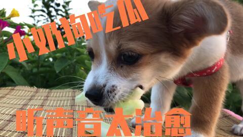 吃瓜小狗打架的视频,一场啼笑皆非的打架大戏