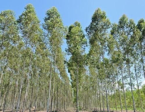 今日头条农田种什么,农田种什么？2023年热门作物种植指南