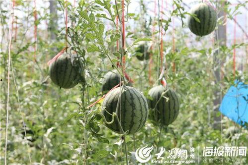 丰县西城吃瓜事件视频,一场引发社会关注的网络风波