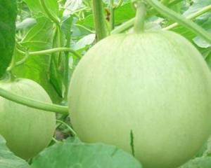 孕妇可以吃虎瓜么,孕妇可食用虎瓜吗？安全性与营养分析