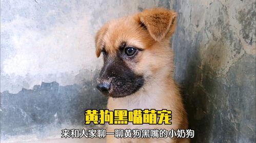 黄狗 在线观看,温情在线观影之旅