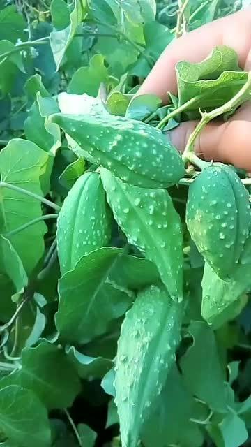 东北教练吃瓜,揭秘背后真相与网络舆论风暴