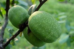 树上的瓜很硬怎么吃,树上瓜果的巧妙食用方法